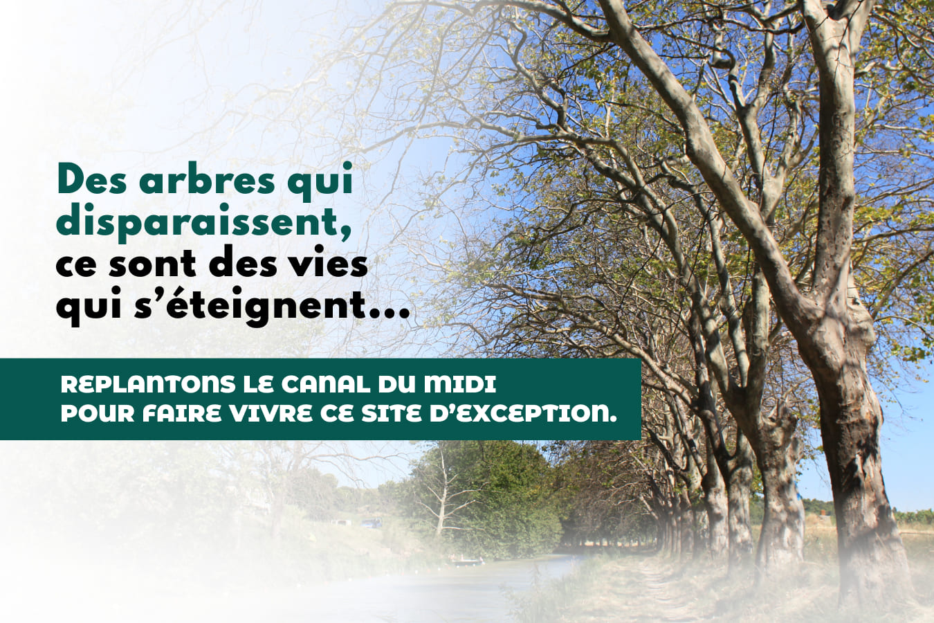Des arbres qui disparaissent, ce sont des vies qui s’éteignent… REPLANTONS LE CANAL DU MIDI POUR FAIRE VIVRE CE SITE D’EXCEPTION.