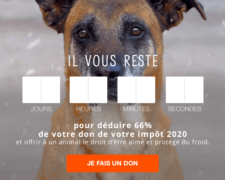 Société Protectrice Des Animaux Spa Association